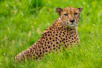 Fototapeta na wymiar Guépard - Cheetah - Acinonyx jubatus