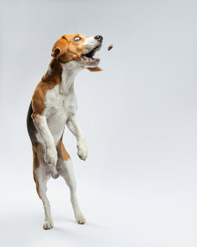Naklejki The beagle jumped up to catch a piece of food. A funny dog with bulging eyes is catching food. Portrait of a pet in motion in the studio on a light gray background. Dog food with fun