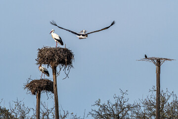 Storks colony in a protected area at Los Barruecos Natural Monument, Malpartida de Caceres, Extremadura, Spain.
