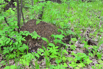 A pile of anthill is surrounded by green plants isolated in the forest on the ground