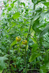 A bunch of green tomatoes on a bush. Tomatoes ripen in the garden. Bush with green tomatoes. Lots of tomatoes on the bush