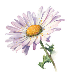 Watercolor illustration of daisy flower, isolated on white background. Generative AI