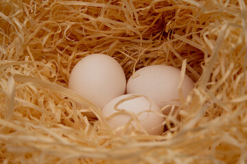 Three bird eggs lie in the nest