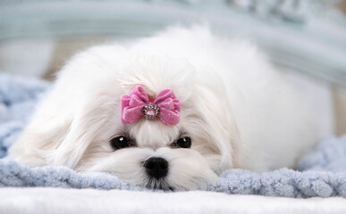 Maltese breed puppy with a pink bow, beautiful white coat grooming