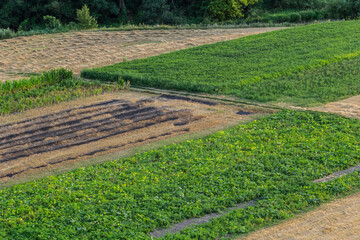 Agricultural Rolling Spring Autumn Landscape. Natural Landscape In Brown And Yellow Color. Waved...