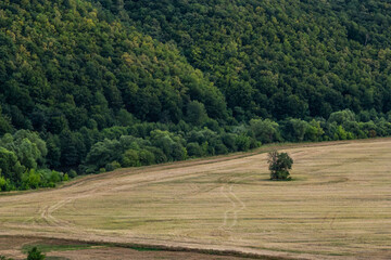 Agricultural Rolling Spring Autumn Landscape. Natural Landscape In Brown And Yellow Color. Waved Cultivated Row Field And Tree. Striped Undulating Unreal Abstract Plowed Field