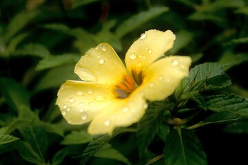 yellow flower with dew drops