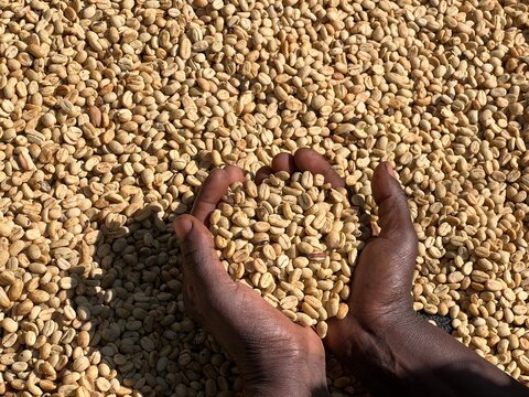Women's hands showing dry coffee beans in the sun-drying process, the honey process, in the highland Sidama region of Ethiopia
