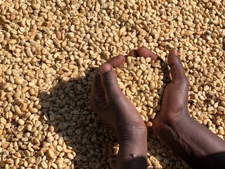 Women's hands showing dry coffee beans in the sun-drying process, the honey process, in the highland Sidama region of Ethiopia
