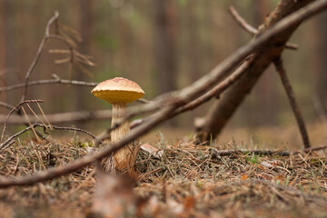 Aureoboletus projectellus mushroom grows in a coniferous forest. Small depth of field