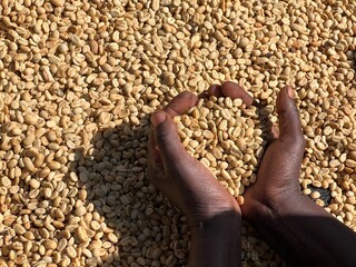 Women's hands showing dry coffee beans in the sun-drying process, the honey process, in the highland Sidama region of Ethiopia