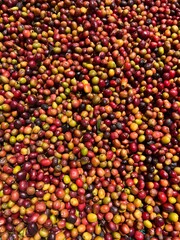 Ethiopian red and green coffee cherries lying to dry in the sun. This process is the natural process. Bona Zuria, Ethiopia