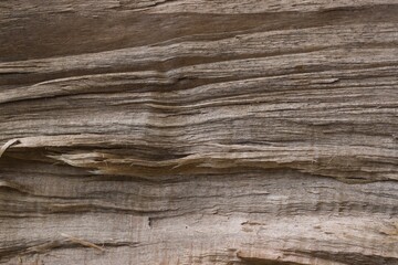 Naklejka na ściany i meble A piece of raw and chopped wood.