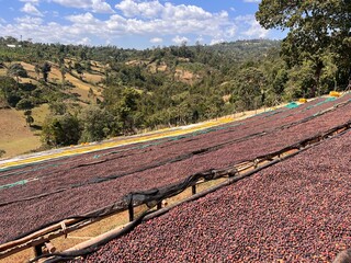Ethiopian coffee cherries lying to dry in the sun in a drying station on raised bamboo beds. This...