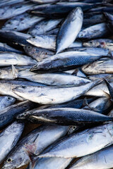 flat lay of fresh fish on the market