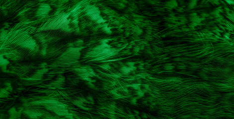 Obraz na płótnie Canvas green feathers of the owl with visible details