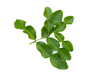 The leaves of kaffir lime are shaped like hourglasses, the tip of the leaves are jagged with white dots spreading all over the leaves, fragrant.  kaffir lime leaves on a white background.