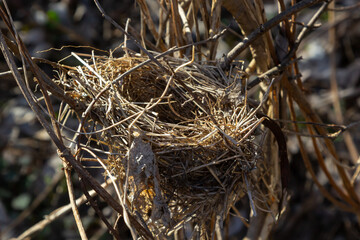 Empty bird's nest. Spring forest, in the bush there is an abandoned nest of a bird, which may return to lay eggs and raise offspring