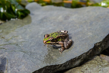 A green frog, Lithobates clamitans, rests in the water near the riverbank in summer