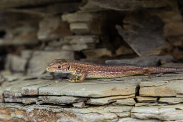 Lacerta agilis, sand lizard, on a sunny summer day