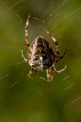 Spider Araneus diadematus with a cross on its back on a web against a tree background