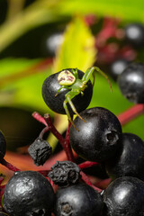 Green crab spider, Diaea dorsata, sits in ambush for prey on elder berries
