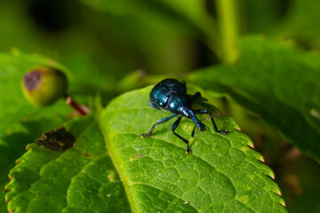 Weevil Beetle Rhynchites bacchus on a green leaf. Pest for fruit trees. a problem for gardeners and farmers