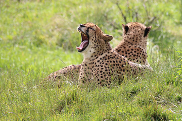 cheetah in a zoo in france 