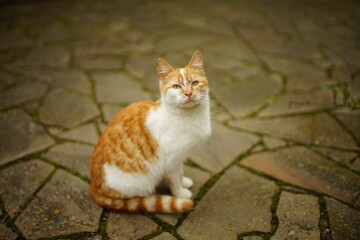 Red white cat is resting in a spring garden on a stone mossy floor.