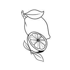 Hand drawn illustration of a lemon fruit outline