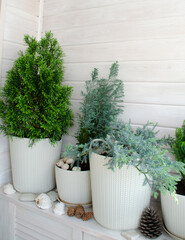 Coniferous plants on a white balcony. Thuja, cypress, juniper. Crop production. Interior design,...