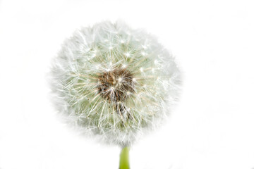 isolated flower head over transparent background