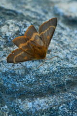 Habichtskrautspinner (Lemonia dumi)	