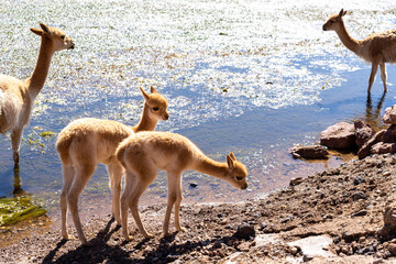 Two vicuna babies at the edge of the water both stare directly into the camera near San Pedro de Atacama, Chile. The vicuna (Vicugna vicugna) is one of the two wild South American camelids. 