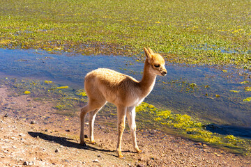 One vicuna baby at the edge of the water both stare directly into the camera near San Pedro de...
