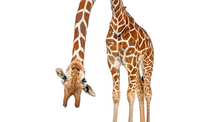 caricature of a funny and cute giraffe upside down  with teeth and big eyes. Perspective effect shrinking the body which creates a lot of depth, isolated on white © Eric Isselée