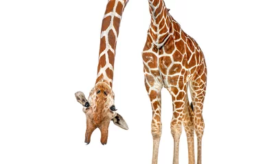 Foto op Plexiglas caricature of a funny and cute giraffe upside down  with teeth and big eyes. Perspective effect shrinking the body which creates a lot of depth, isolated on white © Eric Isselée