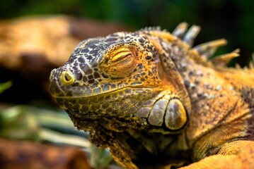 yellow iguana close-up in the terrarium