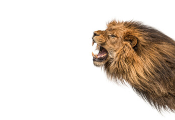 Head shot of a furious Lion roaring, Panthera Leo, isolated on white