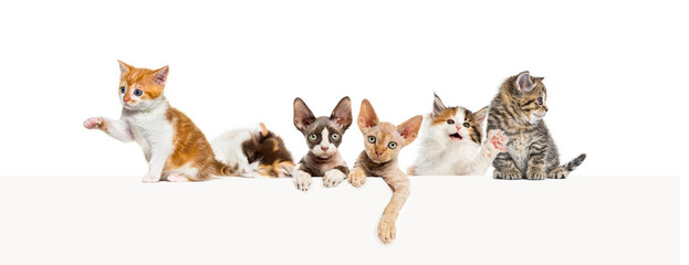 groups of different cats leaning on a empty web banner to place text.    Empty space for text, isolated on white