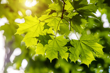 Green nature background with maple leaves
