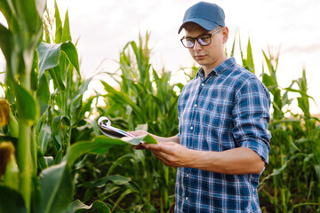 Business owner of a farm stands with a clipboard in a corn field and examines corn on the cob. Harvest nature growth. Agricultural farm concept.