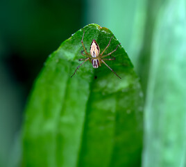 Lynx spider (Oxyopes) courtship