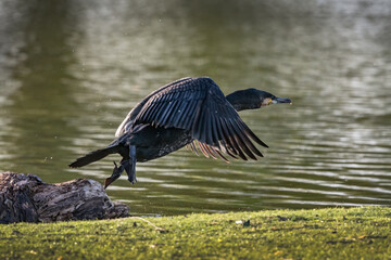 Cormorant flying off after eating