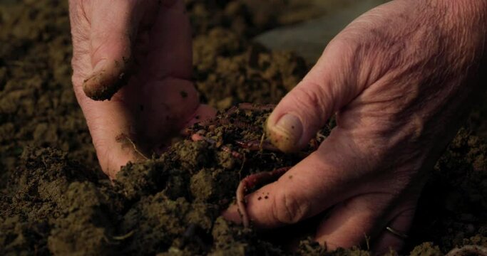 Cinematic Close Up Shot of Mature Male Farmer Hands Collecting Earthworms From the Ground to Prepare for Composting the Soil.  Bio Agriculture and Eco-friendly Farming Cultivation Concept