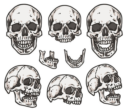 Skull vector set for halloween design. Skeleton head collection or bone brutal skull