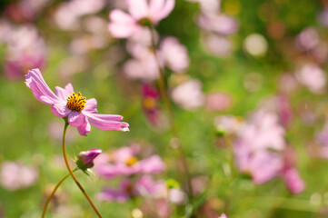 Blurred image of pink flowers on summer green background.