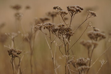 Dry yarrow branches growing in foggy field.