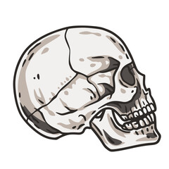 Skull vector for halloween design. Skeleton head or bone brutal skull