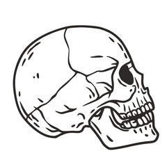 Skull vector for halloween design. Skeleton head or bone brutal skull